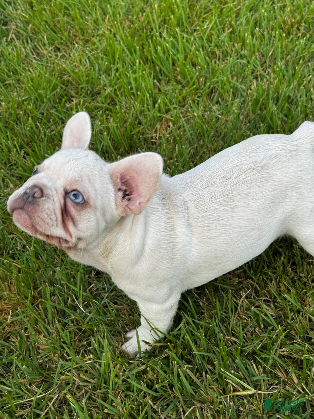 French Bulldog dogs for sale: Blanco - Ad 3