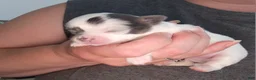 Chihuahua dogs for sale: COSMO - Ad 2