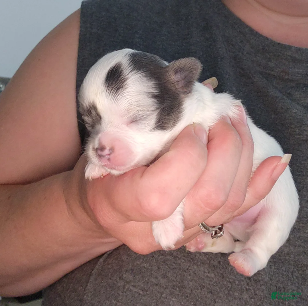 Chihuahua dogs for sale: COSMO - Ad 2
