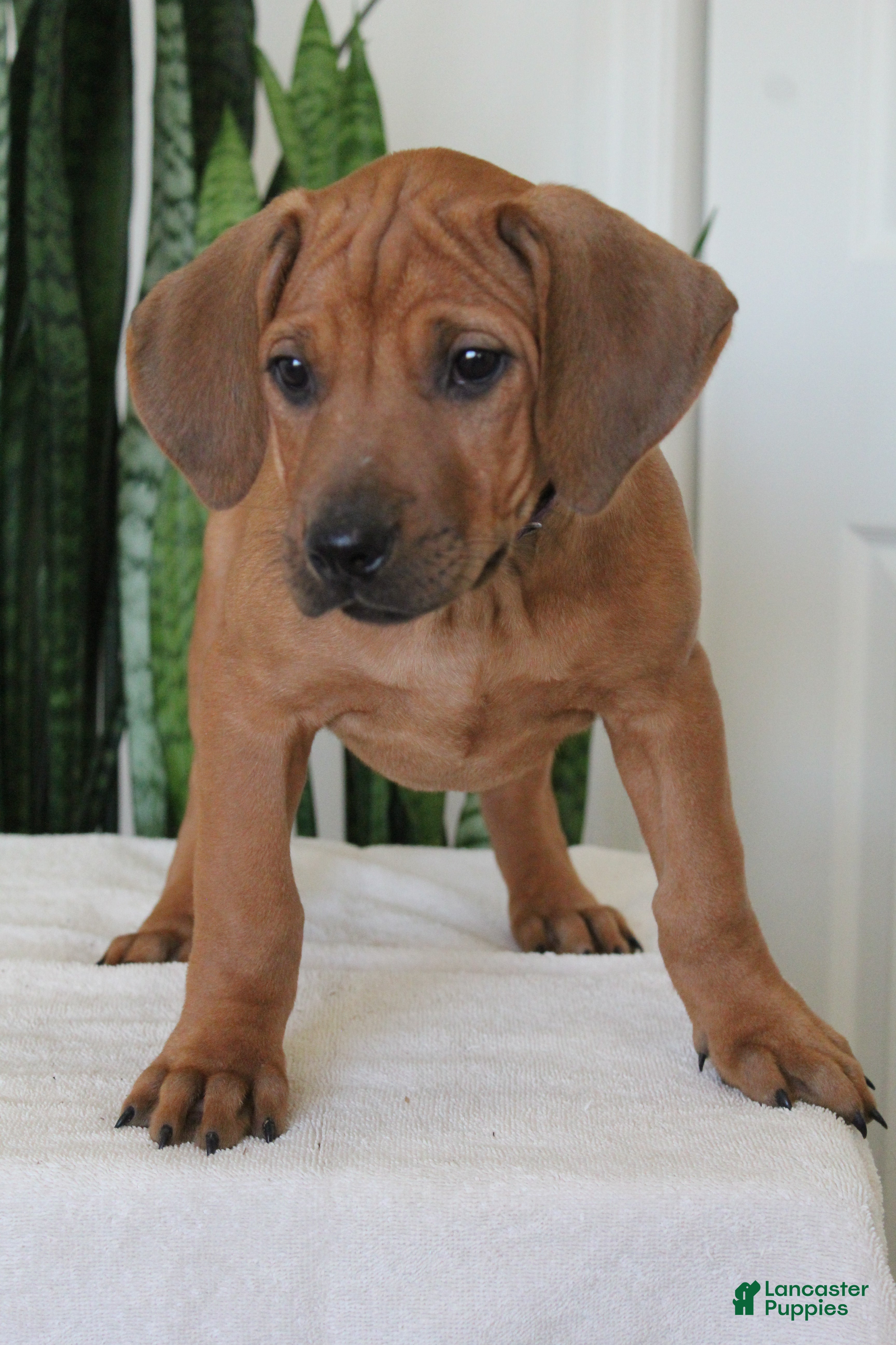 Rhodesian Ridgeback dogs Rhodesian Ridgeback Puppy 5 - Ad 1