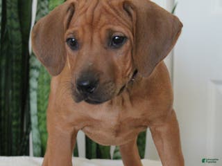 Rhodesian Ridgeback dogs Rhodesian Ridgeback Puppy 5 - Ad 1