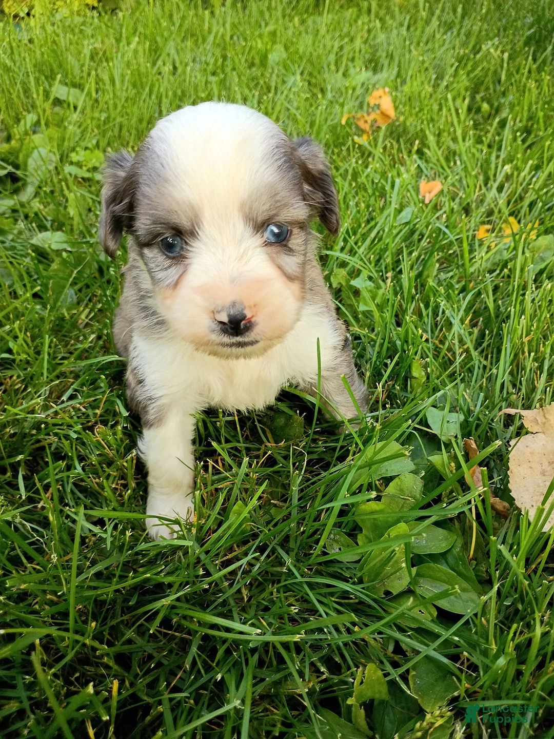 Mini Aussiedoodle dogs for sale: Pal - Ad 2