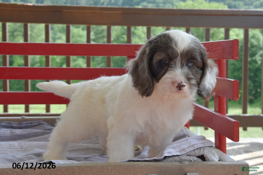 Cockapoo dogs Peter - Ad 1