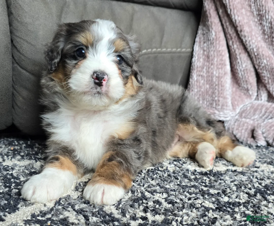 Mini Bernedoodle dogs for sale: Mini Archie - Ad 14