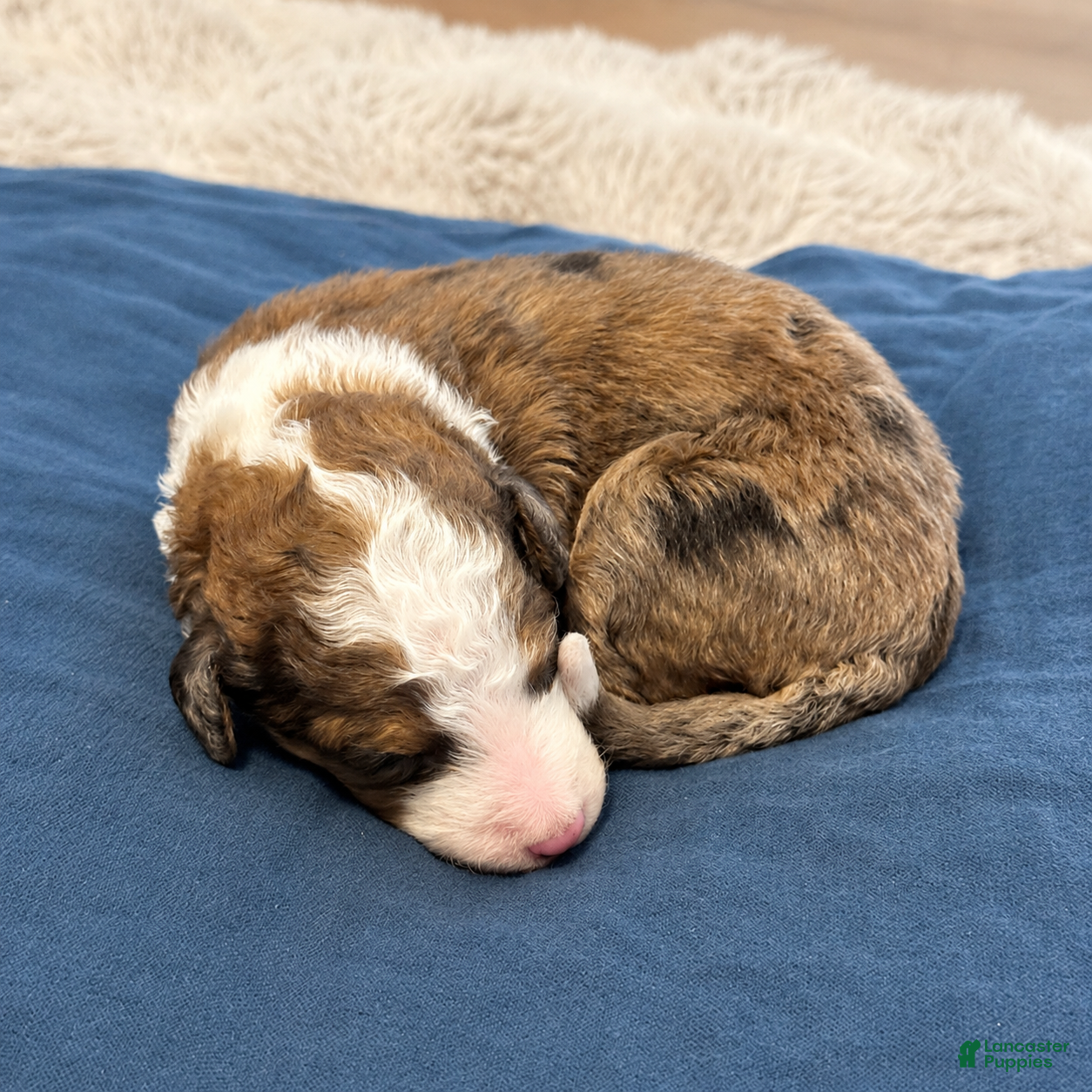 Bernedoodle dogs Moon - Ad 1