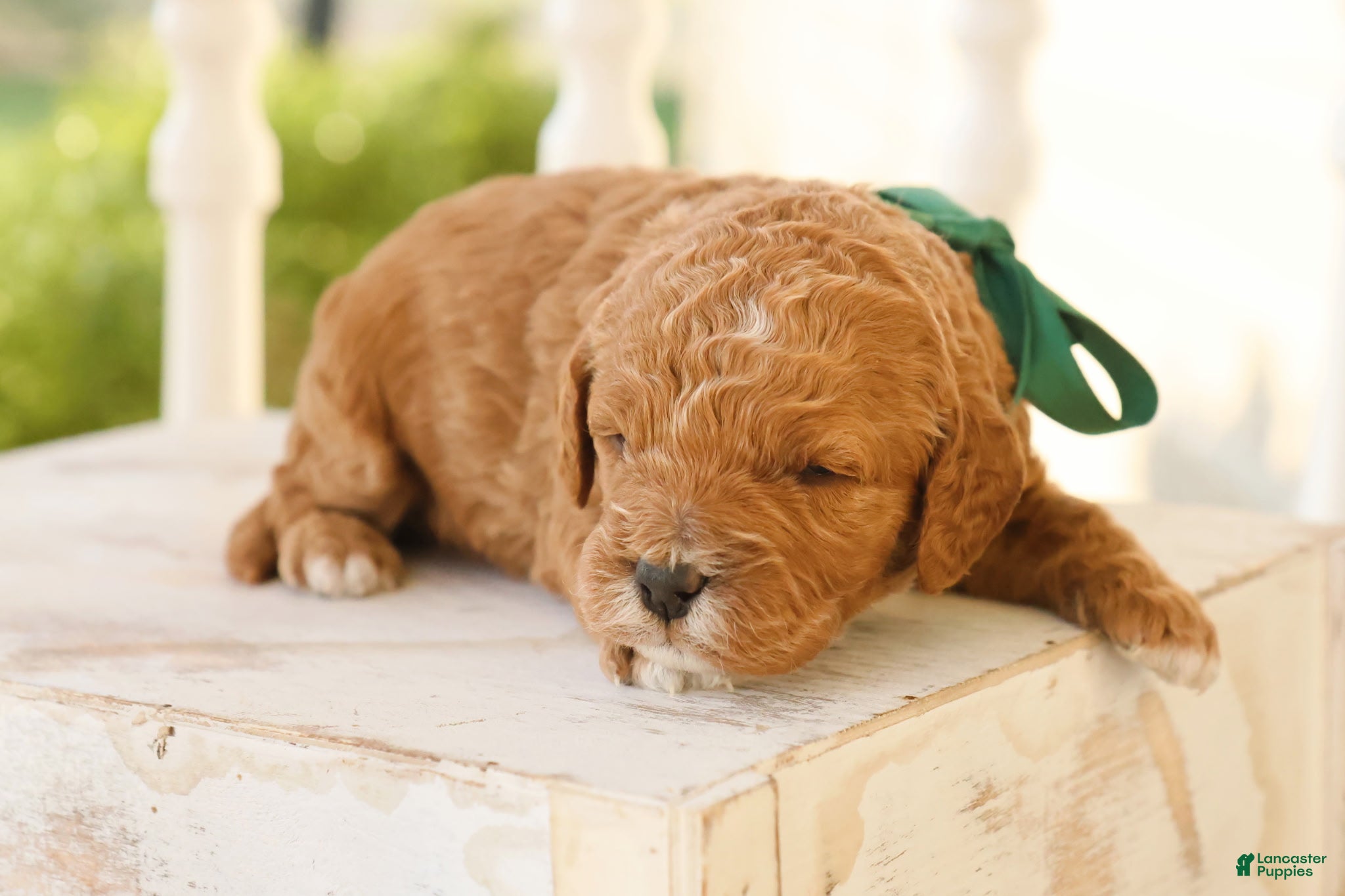 Goldendoodle dogs Robin - Ad 2