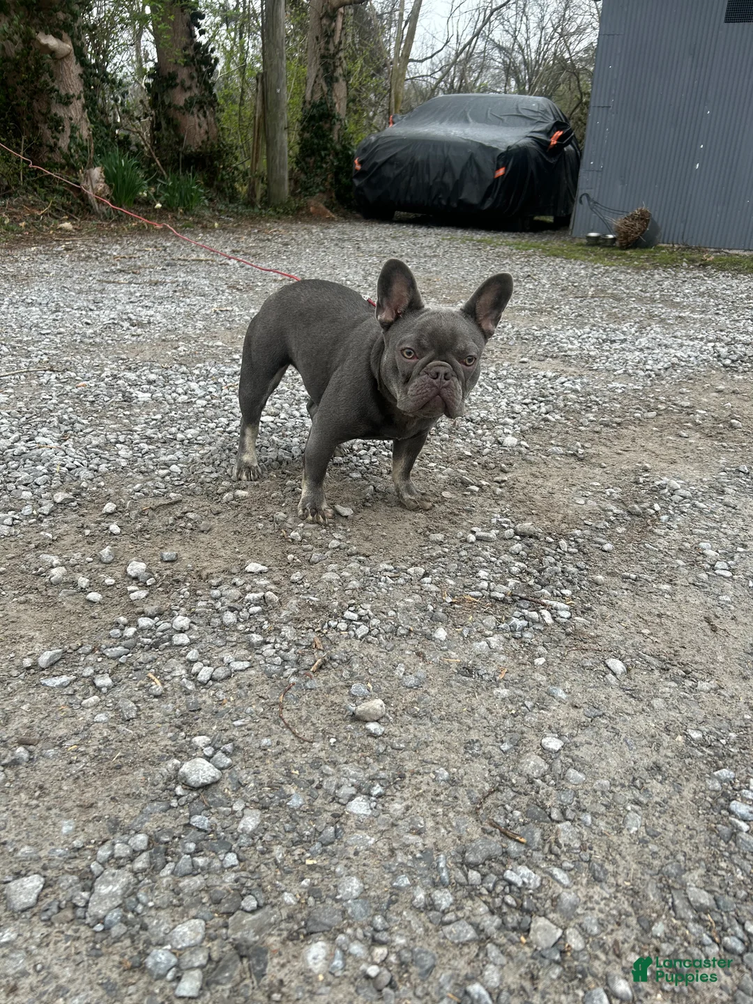 French Bulldog dogs for sale: French Bulldog Puppy 4 - Ad 12