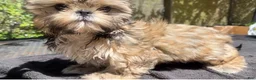 Shih Tzu dogs for sale: Jack - Ad 1