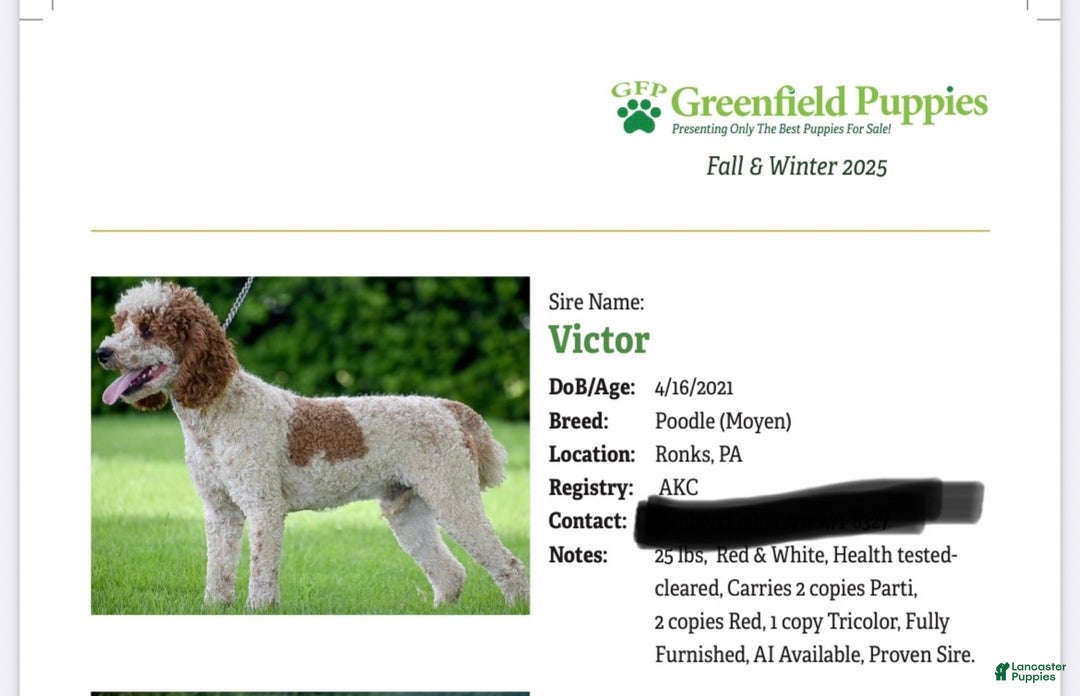 Mini Bernedoodle dogs for sale: Caramel - Ad 15