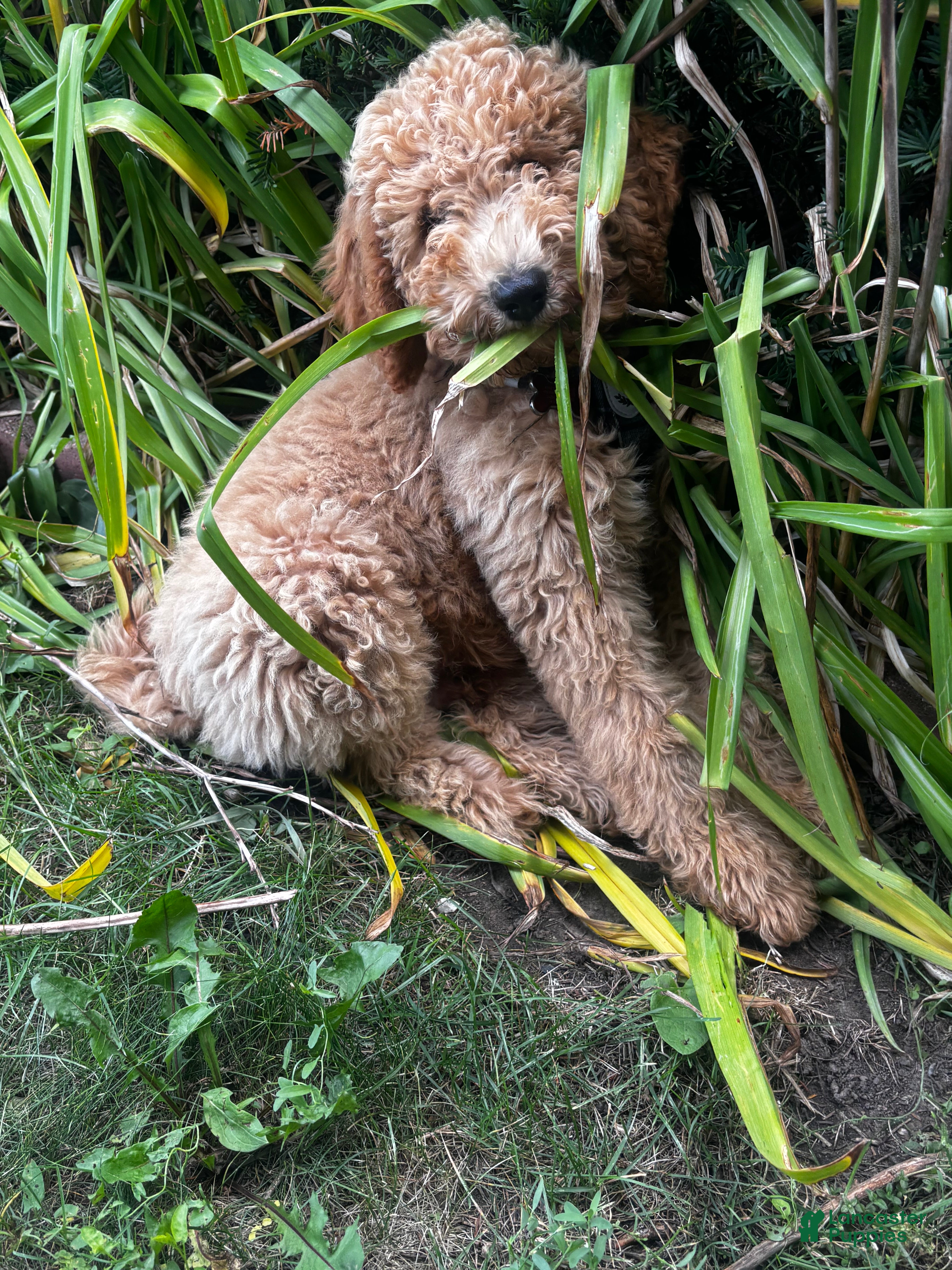 Goldendoodle dogs Bambi - Ad 2