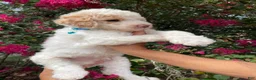Goldendoodle dogs for sale: Charlie - Ad 3