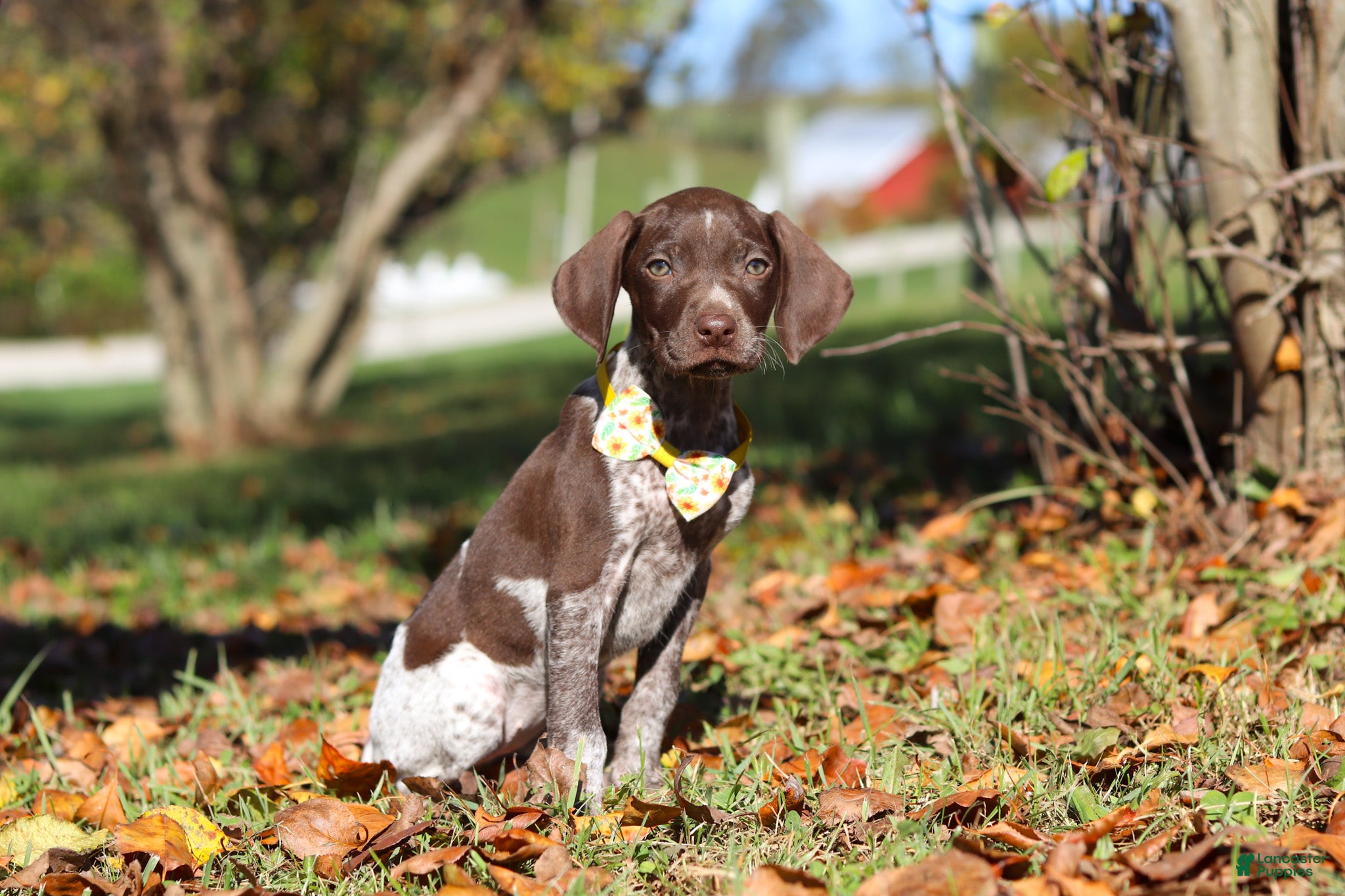 German Shorthaired Pointer dogs Annie - Ad 2