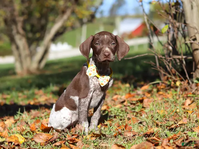 German Shorthaired Pointer dogs Annie - Ad 2