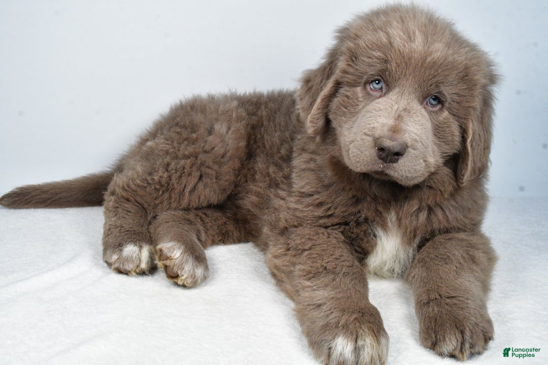 Newfoundland dogs for sale: Bingo - Ad 1