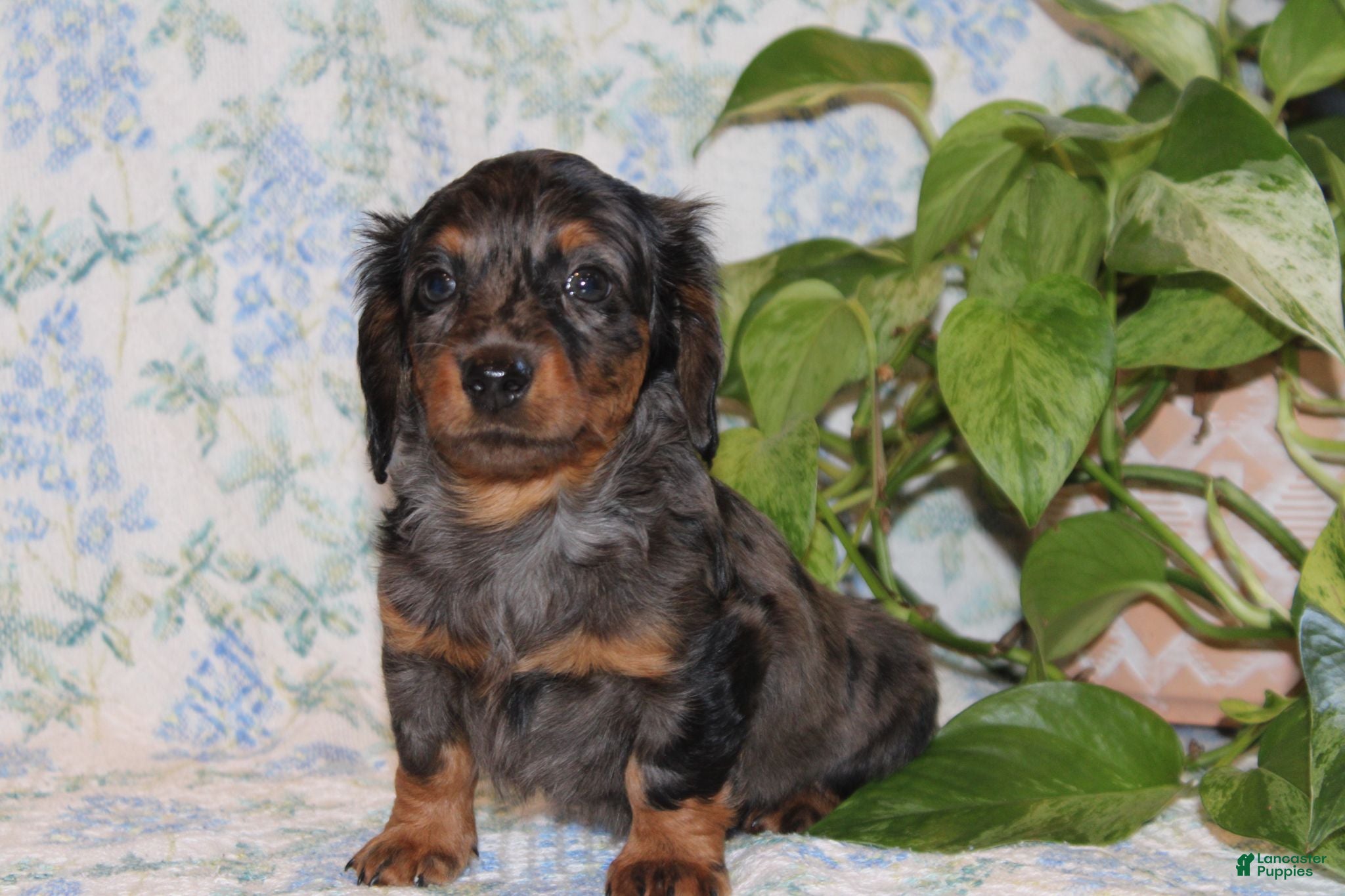Dachshund dogs Pumpkin - Ad 2