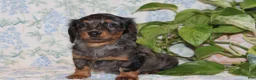 Dachshund dogs for sale: Pumpkin - Ad 2