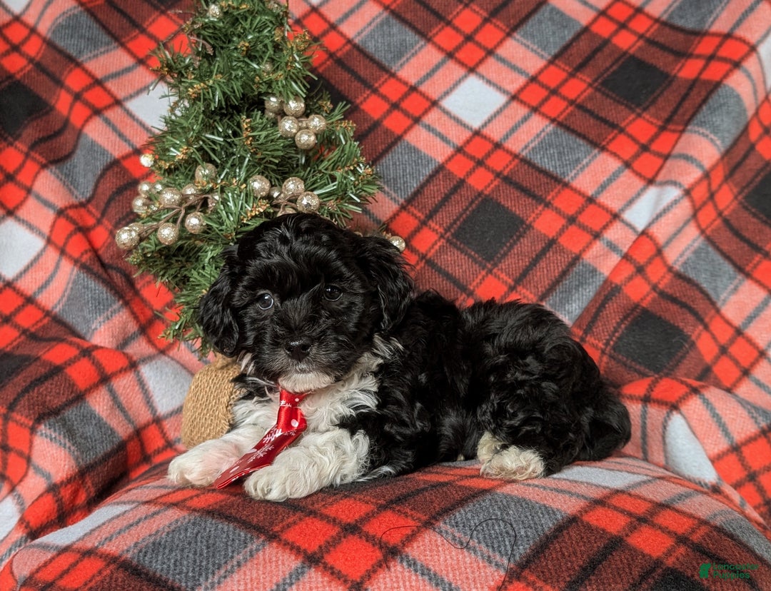 Havapoo dogs for sale: Benson Ready for Christmas!!! - Ad 3