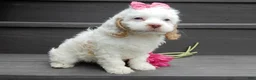 Cockapoo dogs for sale: Maci - Ad 4