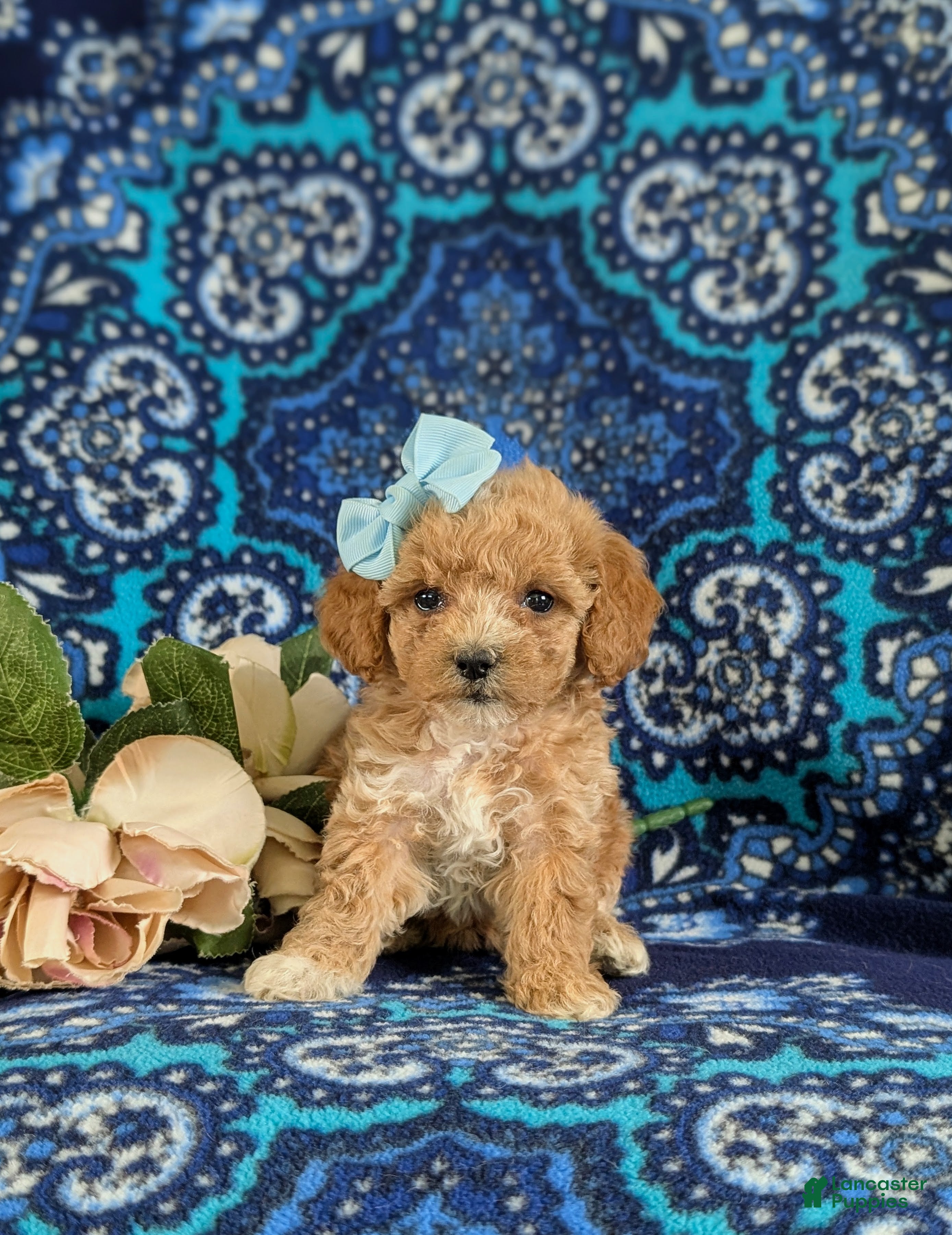 Bichpoo dogs Roxie 9 lbs Full grown - Ad 2