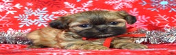Shih Tzu dogs for sale: Peanut - Ad 8