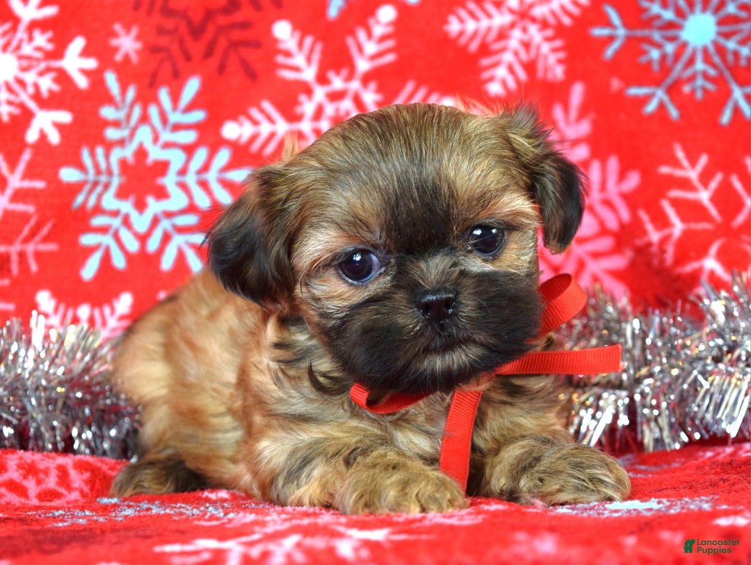 Shih Tzu dogs for sale: Peanut - Ad 8