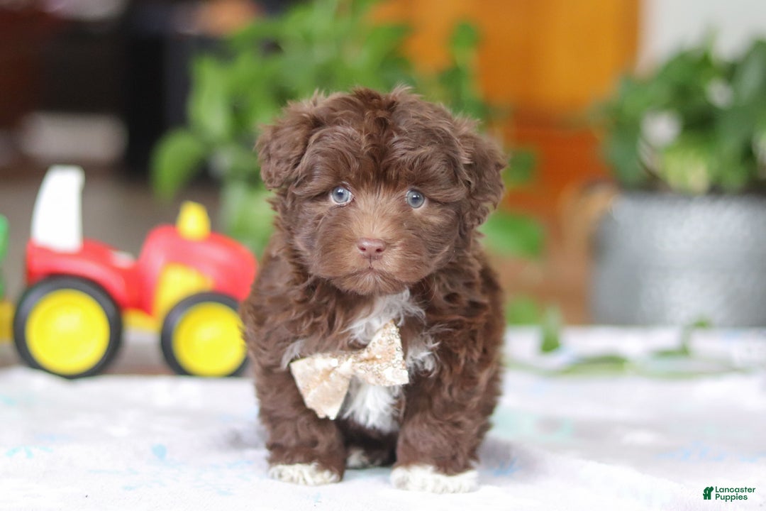 Havanese dogs for sale: Tyler - Ad 1