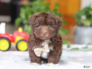 Havanese dogs Tyler - Ad 4