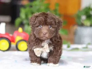 Havanese dogs Tyler - Ad 33