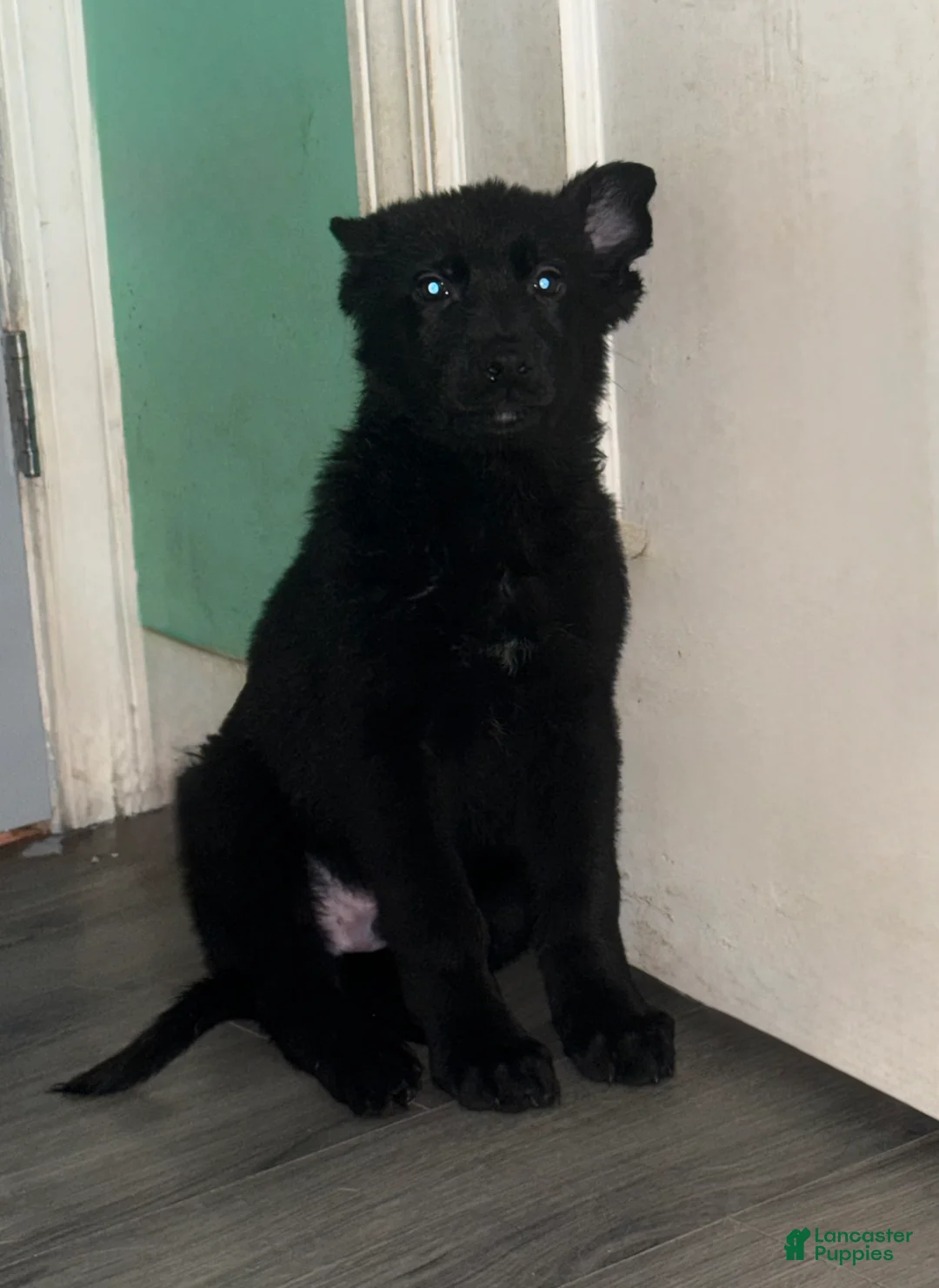 German Shepherd dogs for sale: Vixen  - Ad 1