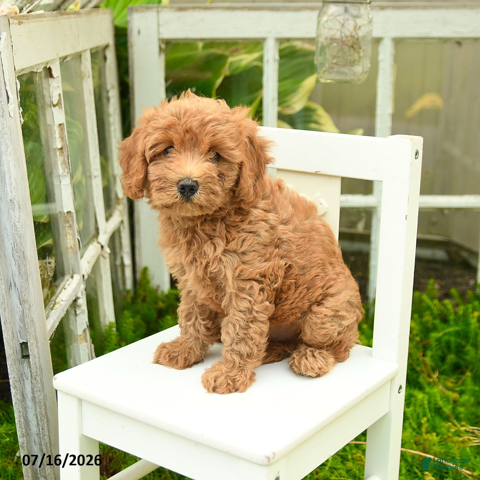 Cavapoo dogs for sale: Princess - Ad 1