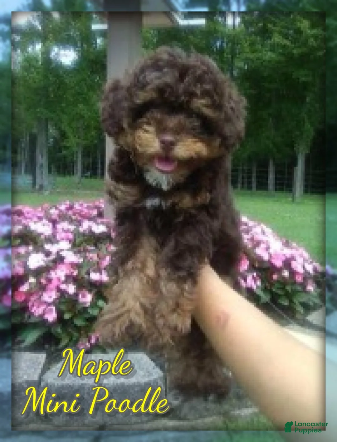 Miniature Poodle dogs for sale: Maple - Ad 1