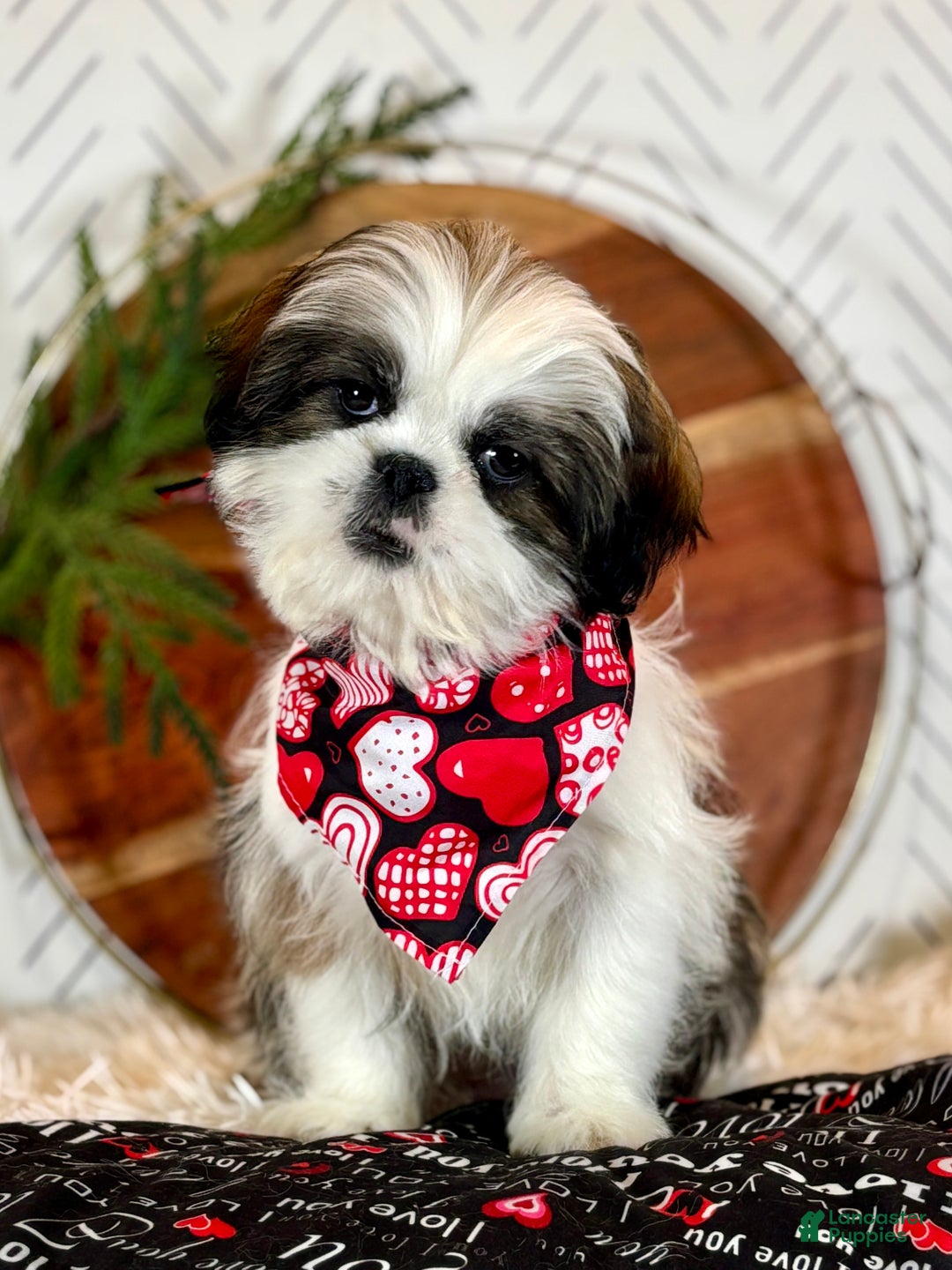 Shih Tzu dogs for sale: Cedar - Ad 3