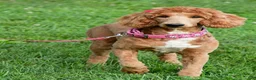 Standard Poodle dogs for sale: Lucy - Ad 4