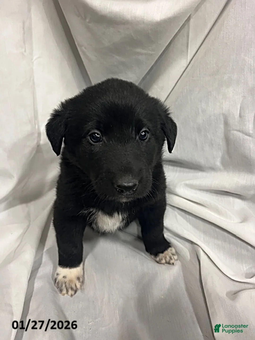 Mixed Breed dogs for sale: Quincy - Ad 3