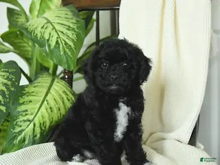 Miniature Poodle dogs for sale: Sophie - Ad 1