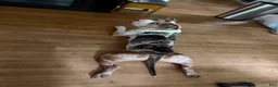 American Bully dogs for stud: Zions 1st litter - Ad 7