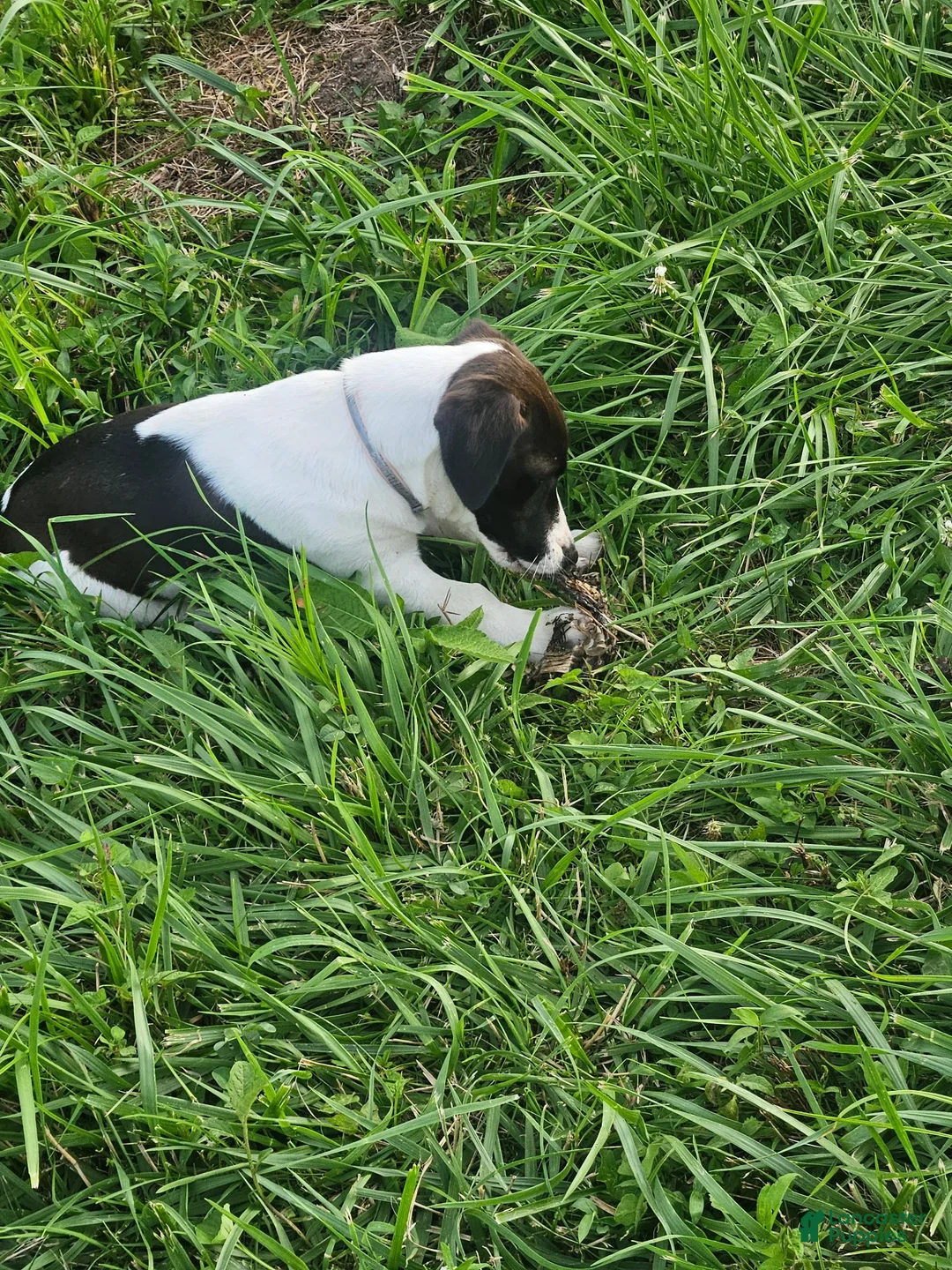 Jack Russell Terrier dogs for sale: Bull - Ad 6