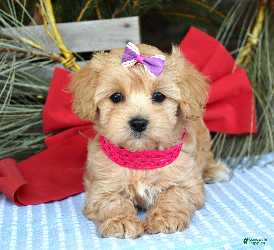 Maltipoo dogs for sale: Lainey - Ad 1