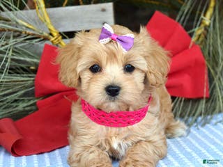 Maltipoo dogs Lainey - Ad 24