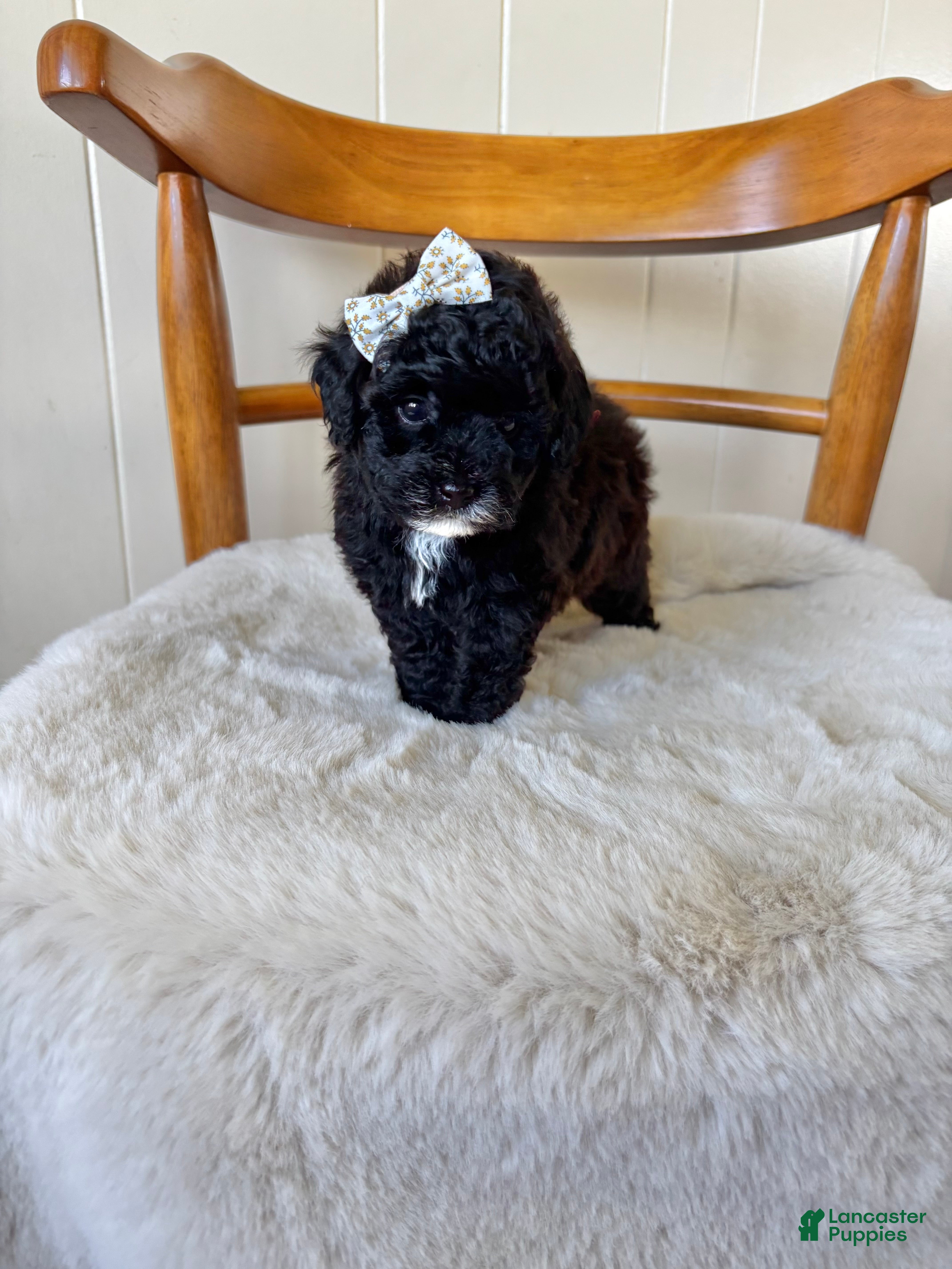 Toy Poodle dogs for sale: Toy Poodle 1 - Ad 1