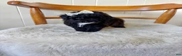 Toy Poodle dogs for sale: Toy Poodle 1 - Ad 1