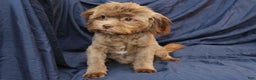 Shihpoo dogs for sale: Austin - Ad 4