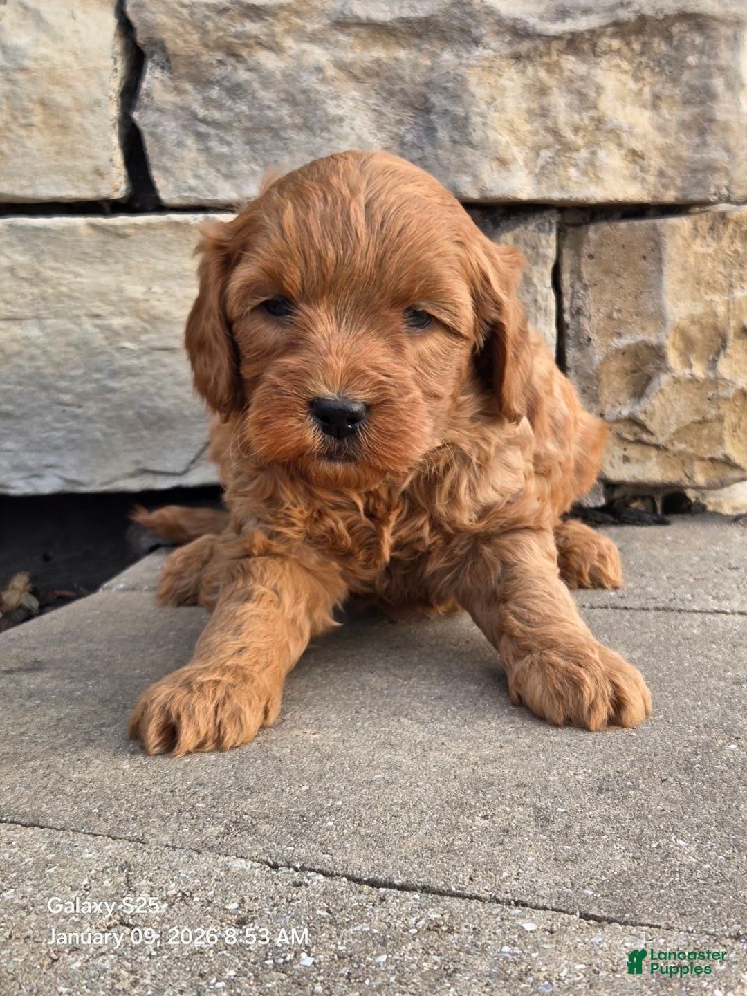 Mini Goldendoodle dogs for sale: Jasmin - Ad 2