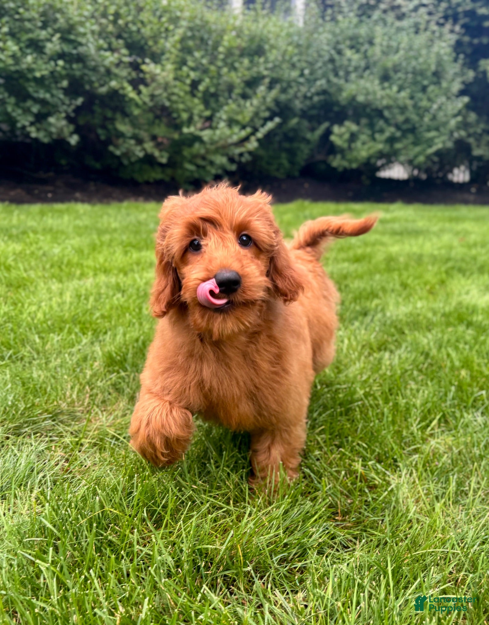 Mini Goldendoodle dogs Lola - Ad 23