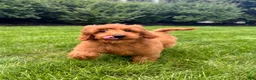 Mini Goldendoodle dogs for sale: Lola - Ad 1