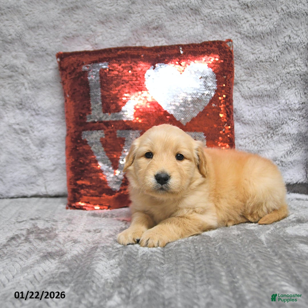 Golden Retriever dogs for sale: Lars - Ad 2