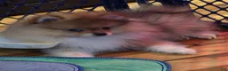 Pomeranian dogs for sale: Pomeranian Puppy 1 - Ad 3