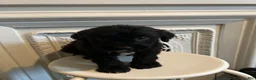 Mixed Breed dogs for sale: Mixed Breed 2 - Ad 2