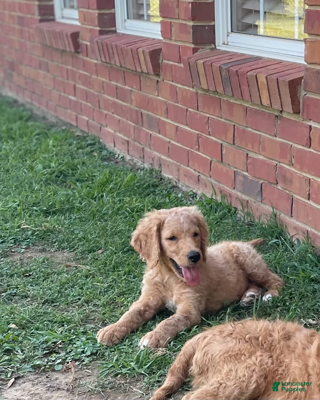 Goldendoodle dogs for sale: Goldendoodle 7 - Ad 2