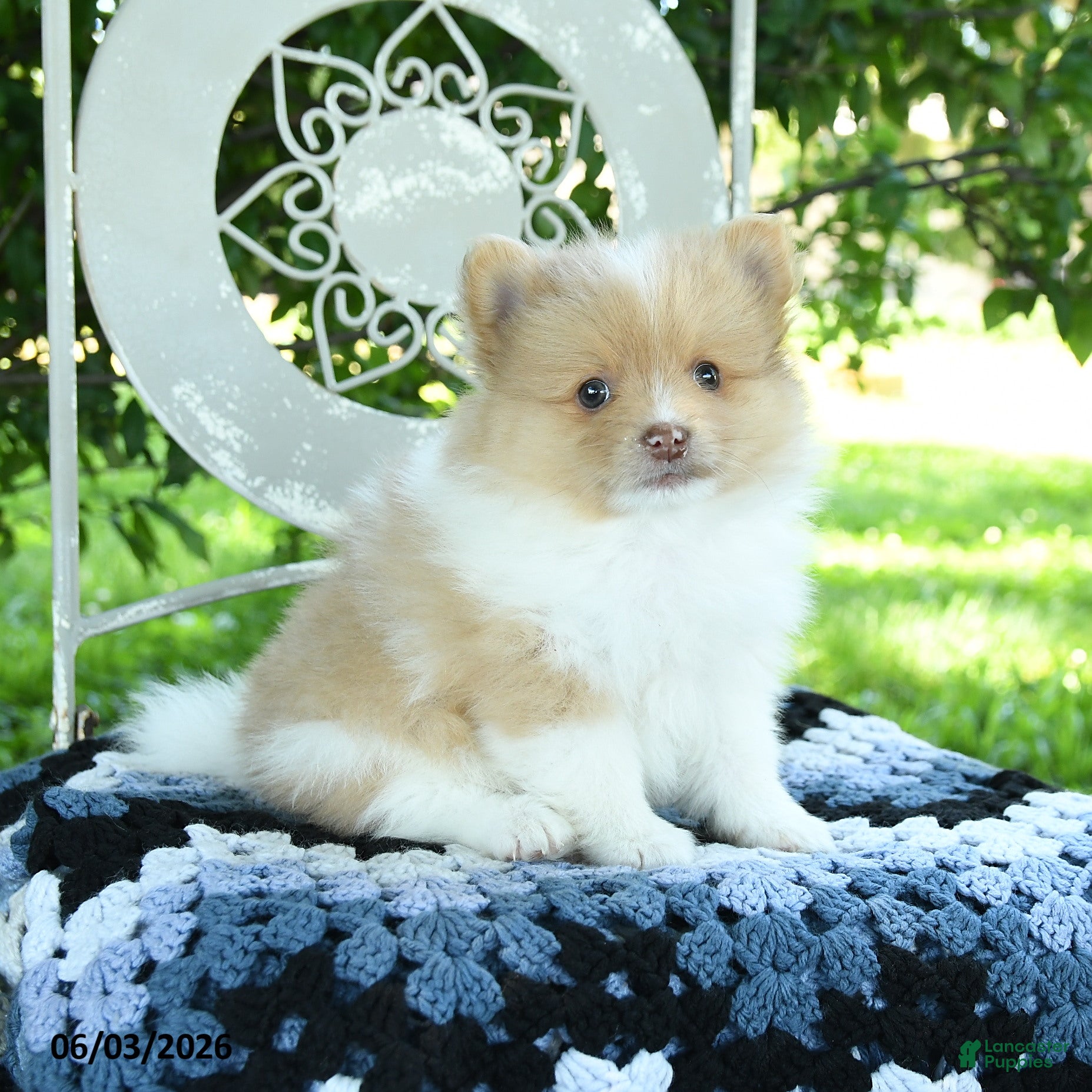 Pomeranian dogs for sale: Polo - Ad 1